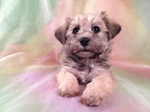 Female Schnoodle Puppy for sale #18 Ready November 2012